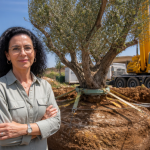 מומחית לעצים ולבריאותם – עליזה האגרונומית ושירות פיקוח על העתקת עצים